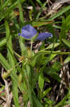 Virginia spiderwort